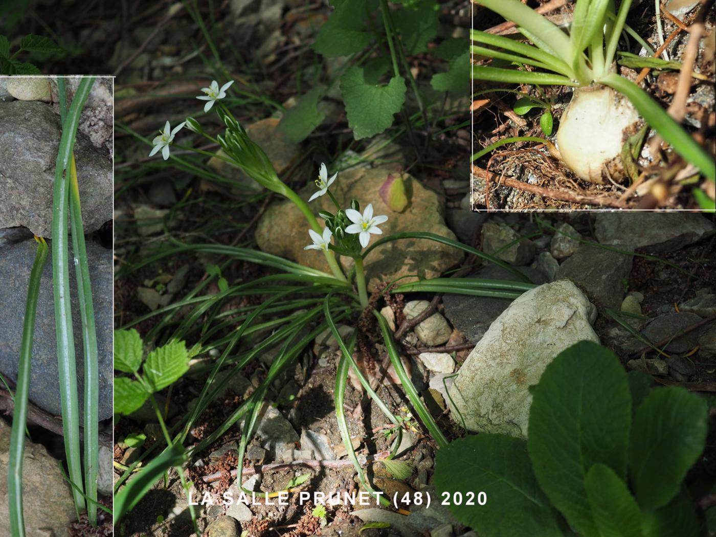 Star-of-Bethlehem leaf